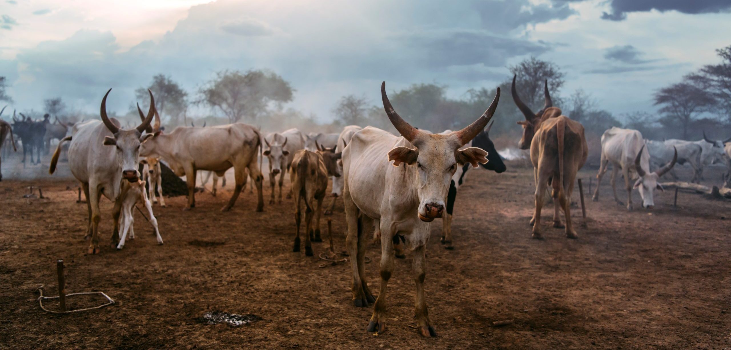 Mundari Tribe